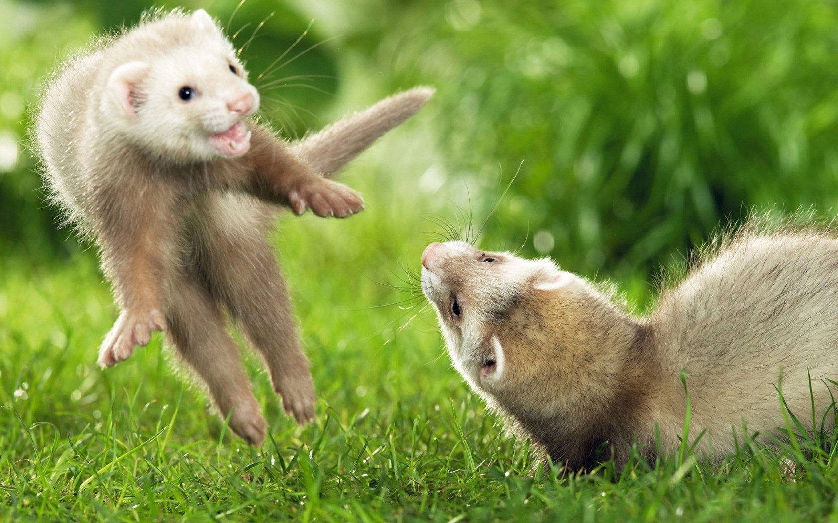 Bilder-Thread ferret-wallpapers-5