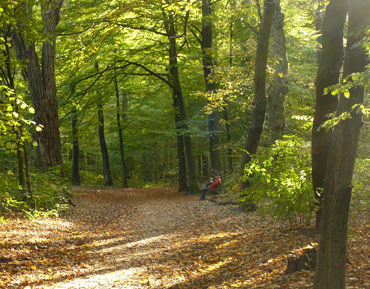 wald erholungsraum