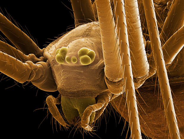 Bilder-Thread Daddy-long-legs 1689993i