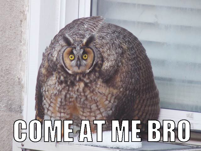 Hilariously-Adorable-Owl-Memes-7