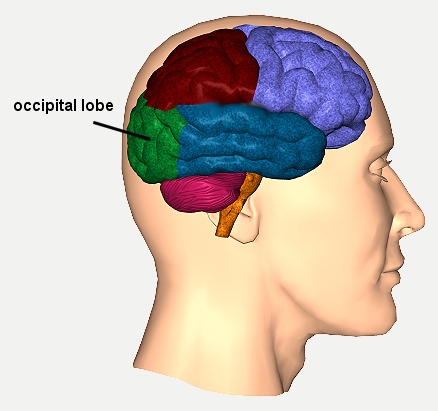 occlobe11