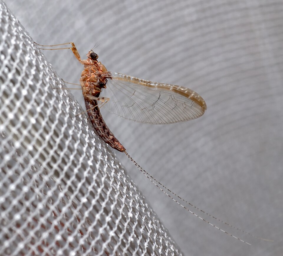 960px-Cloeon dipterum - side 28aka29