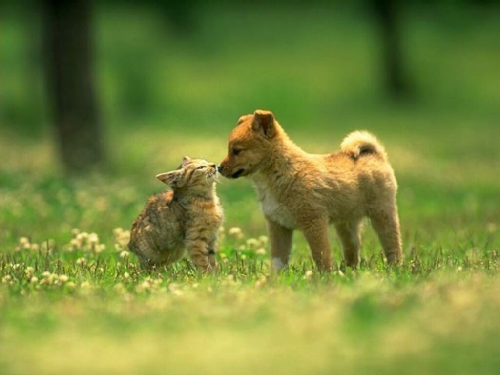 Bilder-Thread Tiere2