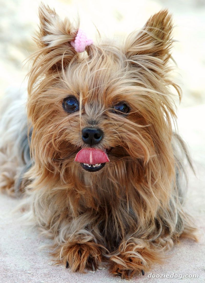 615b4d Yorkshire Terrier 1