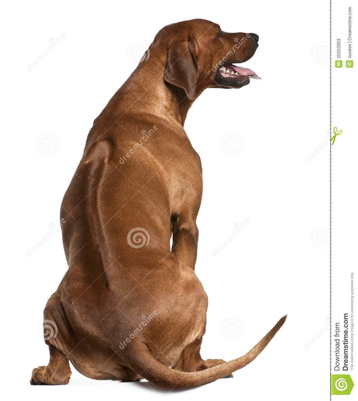 hintere-ansicht-von-rhodesian-ridgeback-