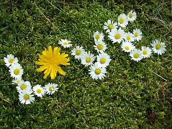 44612-stock-photo-blume-liebe-wiese-gras