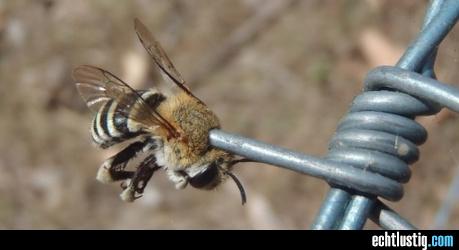 verrueckter-bienen-unfall