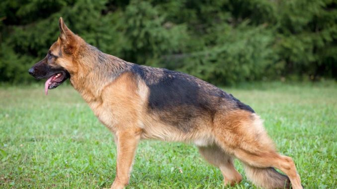 deutscher-schaeferhund-678x381