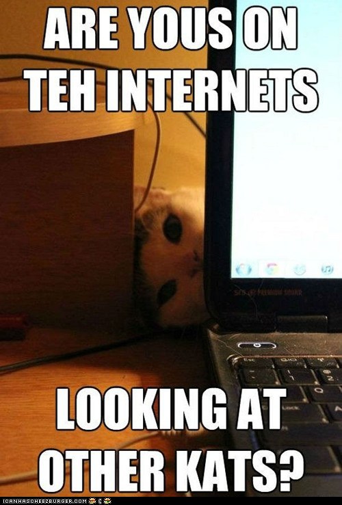 Bilder-Thread funny-pictures-what-do-those-other-kitti