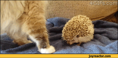 cat-hedgehog-gif-898129