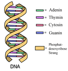 112c53 dna