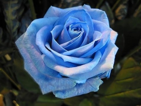 Die-Blaue-Blume