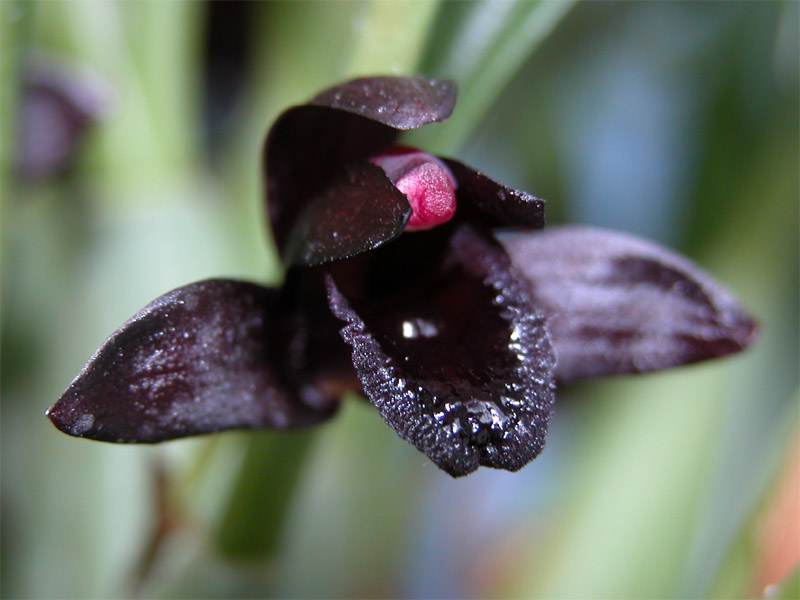 Maxillaria schunkeana 01