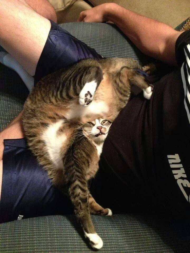 Bilder-Thread crazy-cat-lady-quelle-cats-of-catnip-fac