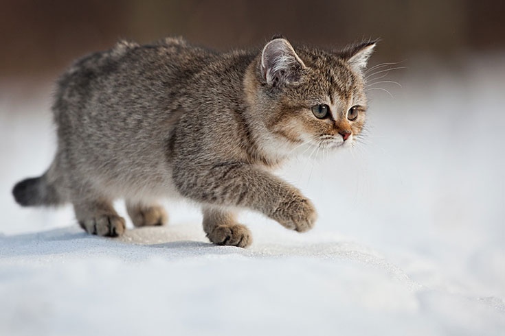 Die schönsten Tiere/Tierbilder der Welt kw05-view-tiere-schnee-04-jpg--e83f77873