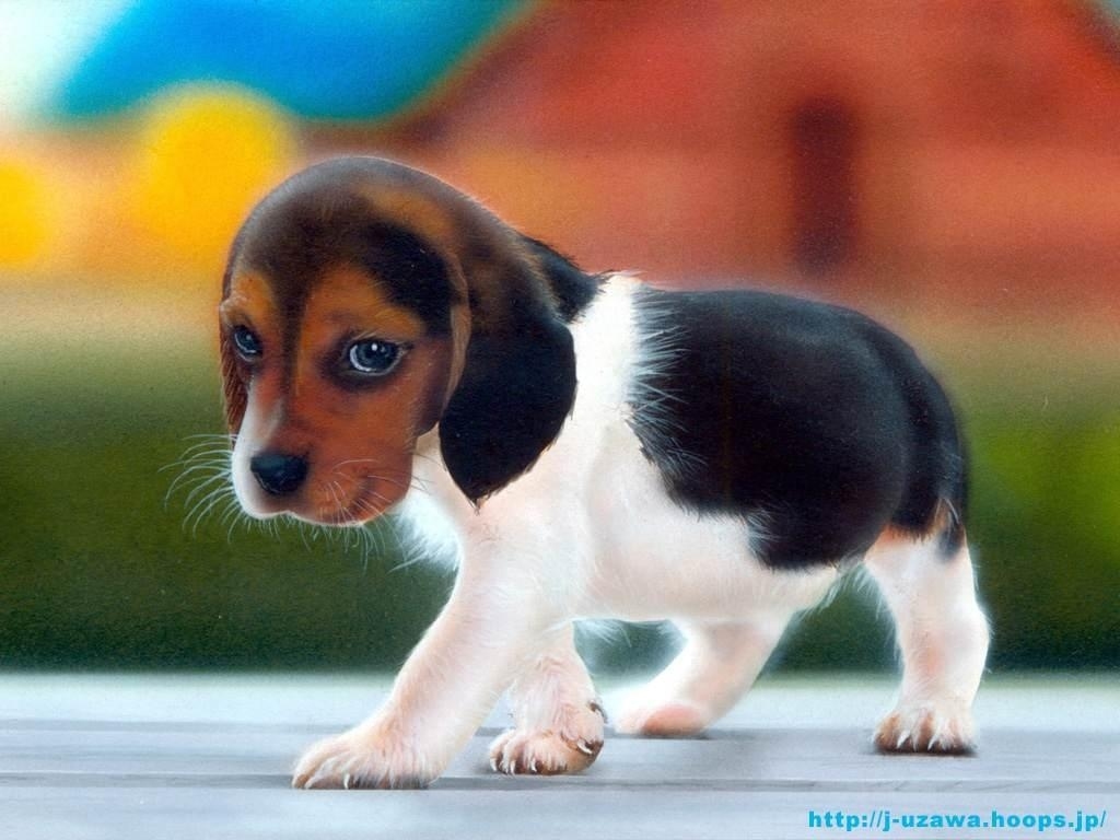 Bilder-Thread cute-beagle-puppiesbeagle-images---dogs-