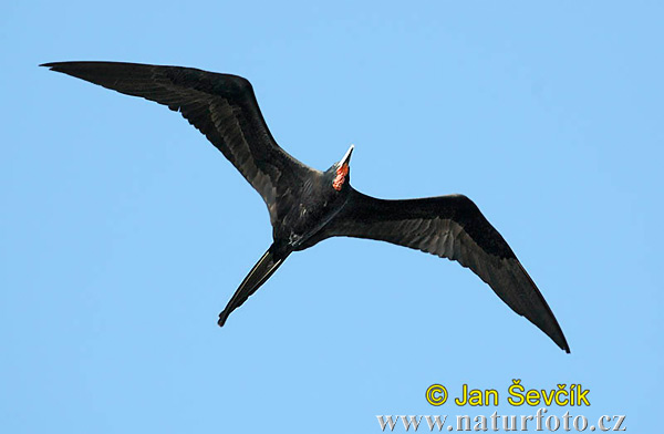 magnificent-frigatebird--fregata-magnifi