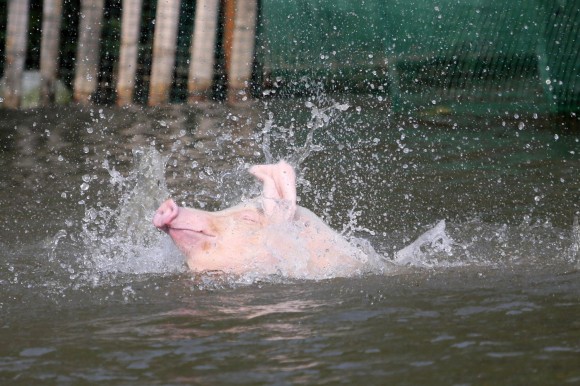 Pigs-raised-by-farmer-Huang-Demin-dive-i