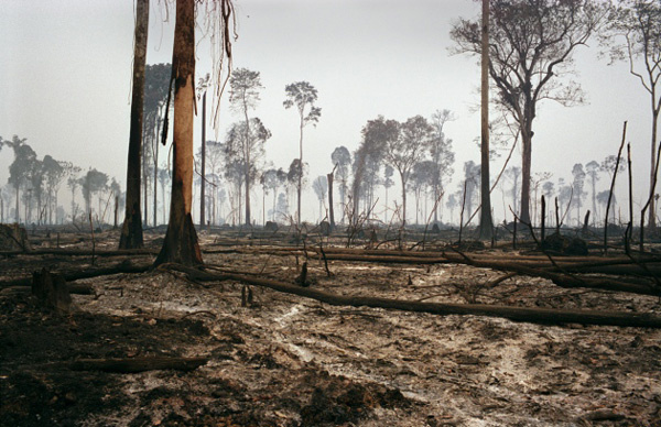 amazonas stallvieh rodung