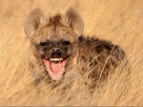 hyena laugh hd x960 hd w for desktop 159