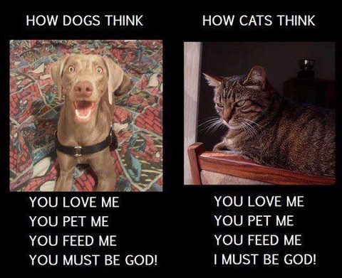 How-dogs-and-cats-think