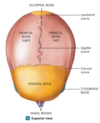 skull anatomy superior view diagram 4112