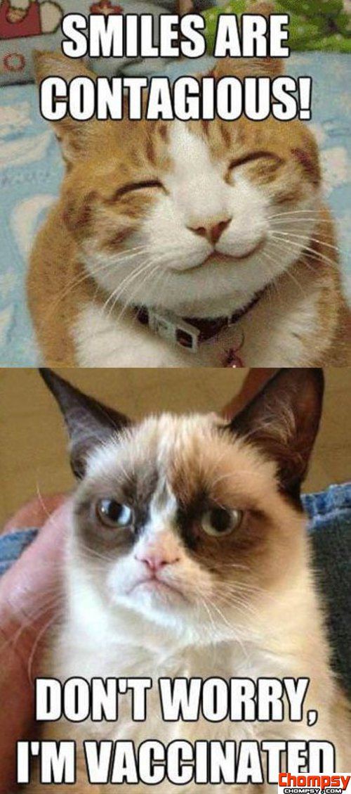 Funny-Grumpy-cat-vs.-Happy-cat