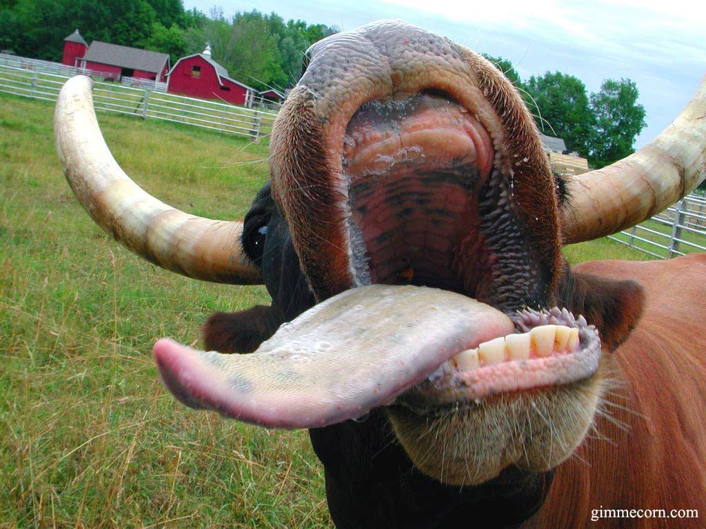 Bilder-Thread cow 10241