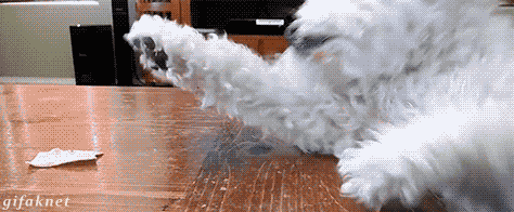 01-funny-gif-243-dog-steals-food-from-ot