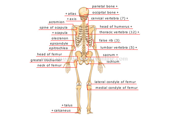 posterior-view