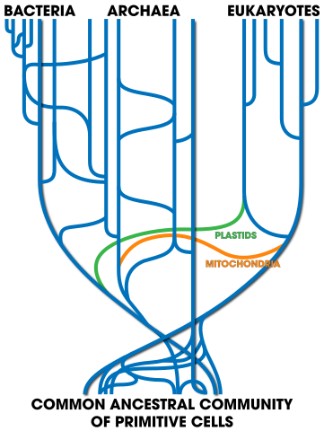 361px-Tree Of Life 28with horizontal gen