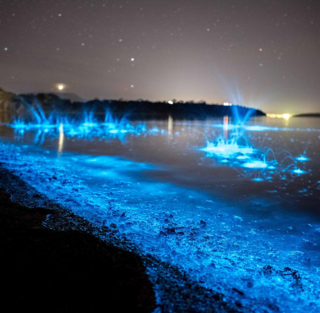 Bioluminescence-in-Hobart-Tasmania-Austr