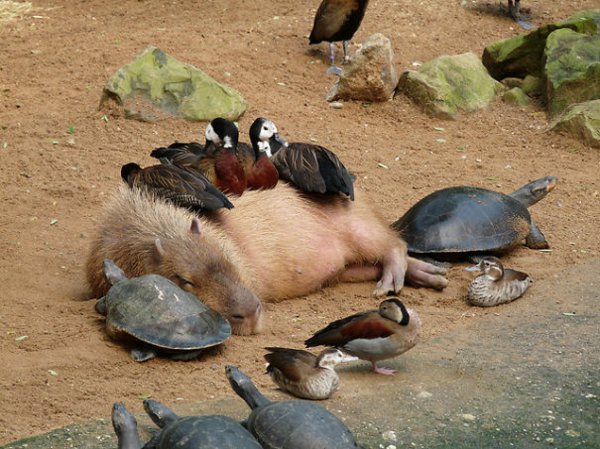 Die schönsten Tiere/Tierbilder der Welt niedliche-tierbilder-ausgefallene-hausti