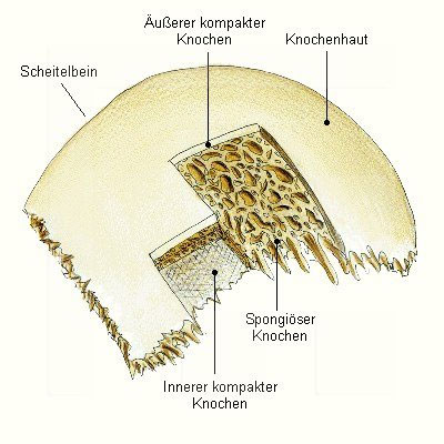 Platte-Knochen