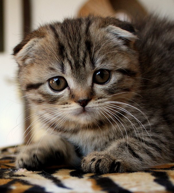 scottish Fold Golden tabby spotted katze