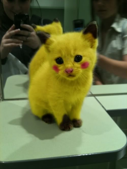 funny-pokemon-yellow-cat-pikachu