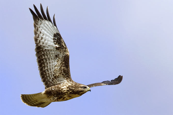 140804 nabu maeusebussard frank derer8.j