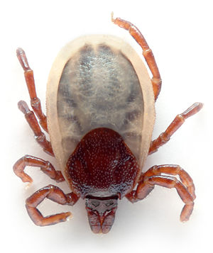 300px-Ixodes hexagonus 28aka29