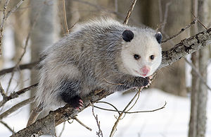 300px Opossum 1