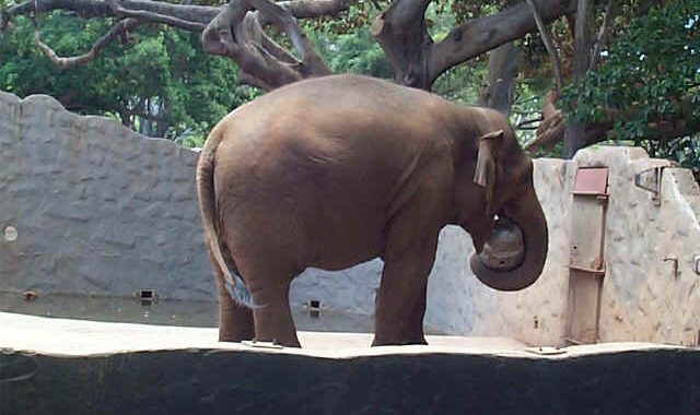 elephant-beer-barrel-treats-4-640x380