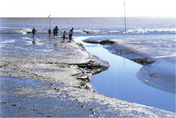 nordsee watt