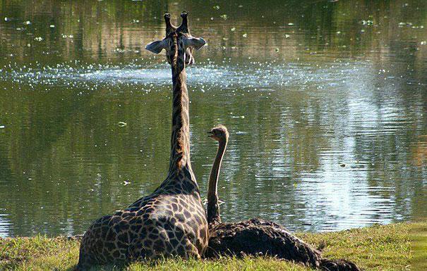 Bilder-Thread unusual-animal-friendship-10-2