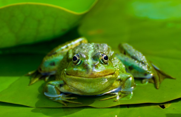 Der Farben Thread frosch-600x390