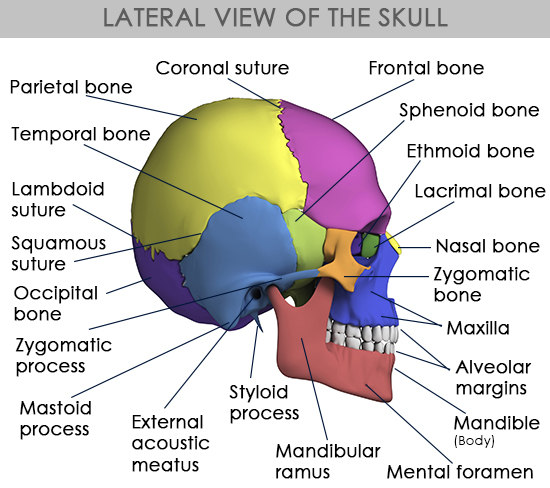 side-view-of-the-human-skull