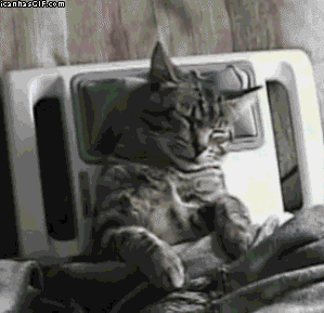 post-19255-Aw-yiss-cat-gif-Imgur-X5Jf