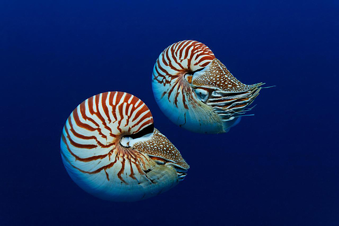 Bilder-Thread 1329999163 BOD680 UK PA Nautilus 0923021