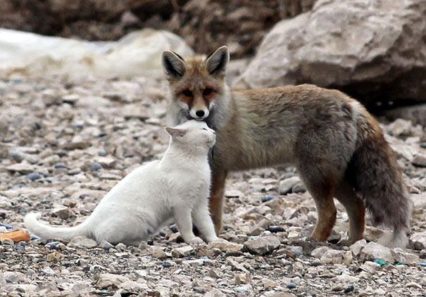 Bilder-Thread unusual-animal-friendship-7-3