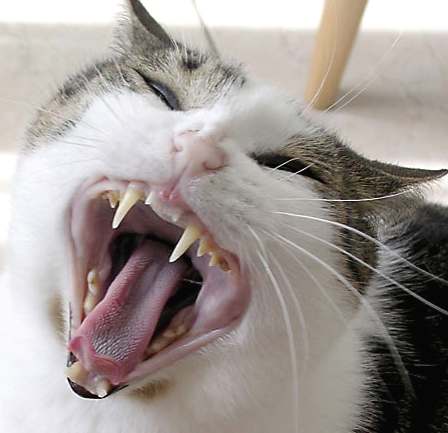 cat yawning canine teeth