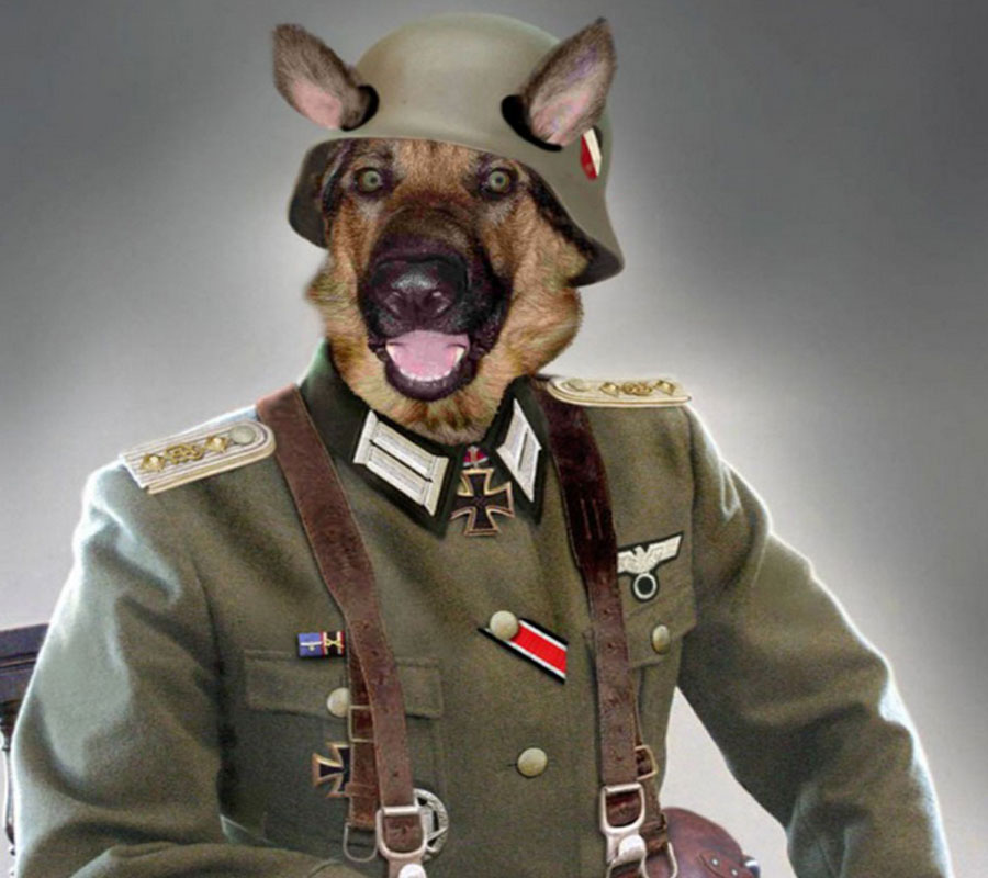 Bilder-Thread funny-dog-pictures-2102-hd-wallpapers