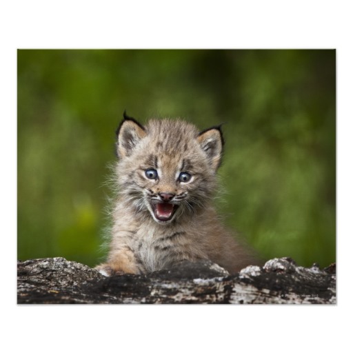 baby luchs luchs canadensis schauend ube